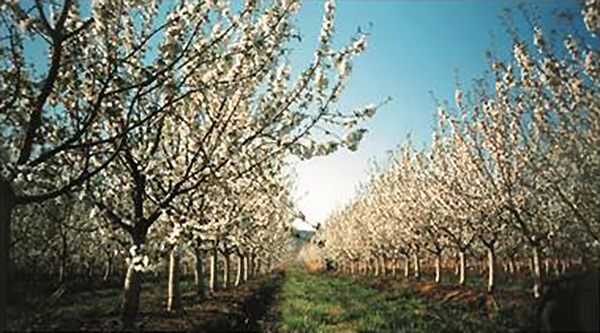 1991_gruendung_agro-ditzler