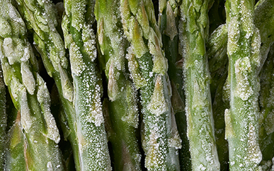 produkt_gruenspargel_select