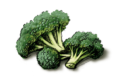 101356_broccoli_LIMIT_RGB