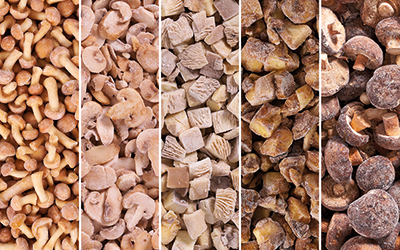 104801_standard-pilze-assortiert_RGB