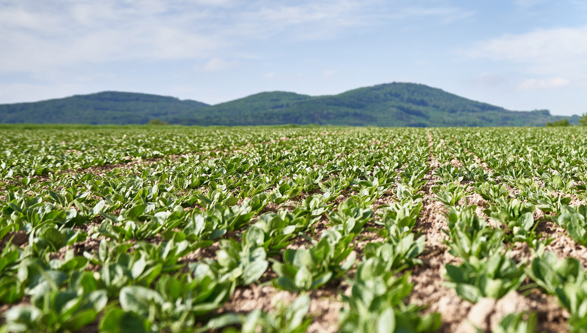 Header_Beitrag_Frisch-vom-Feld