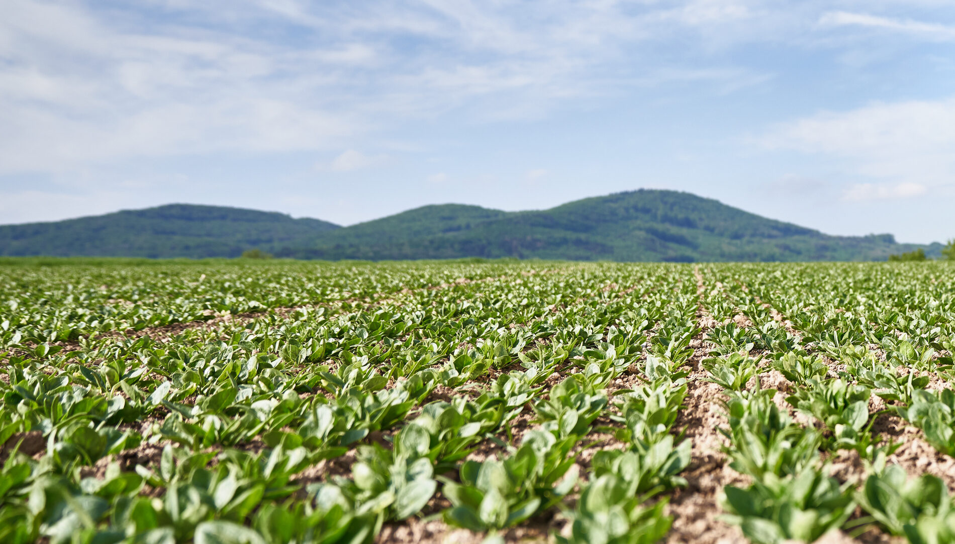 Header_Beitrag_Frisch-vom-Feld