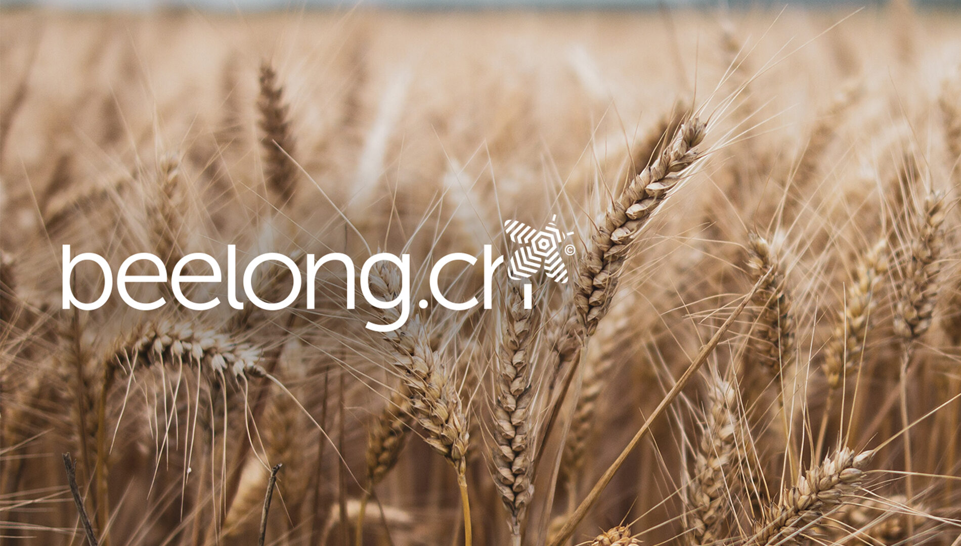 Startseite_Beelong-Eco-Score