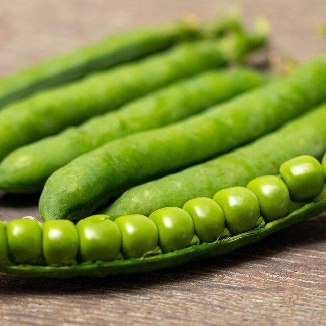 Erbsen_Sprinter_Marbach