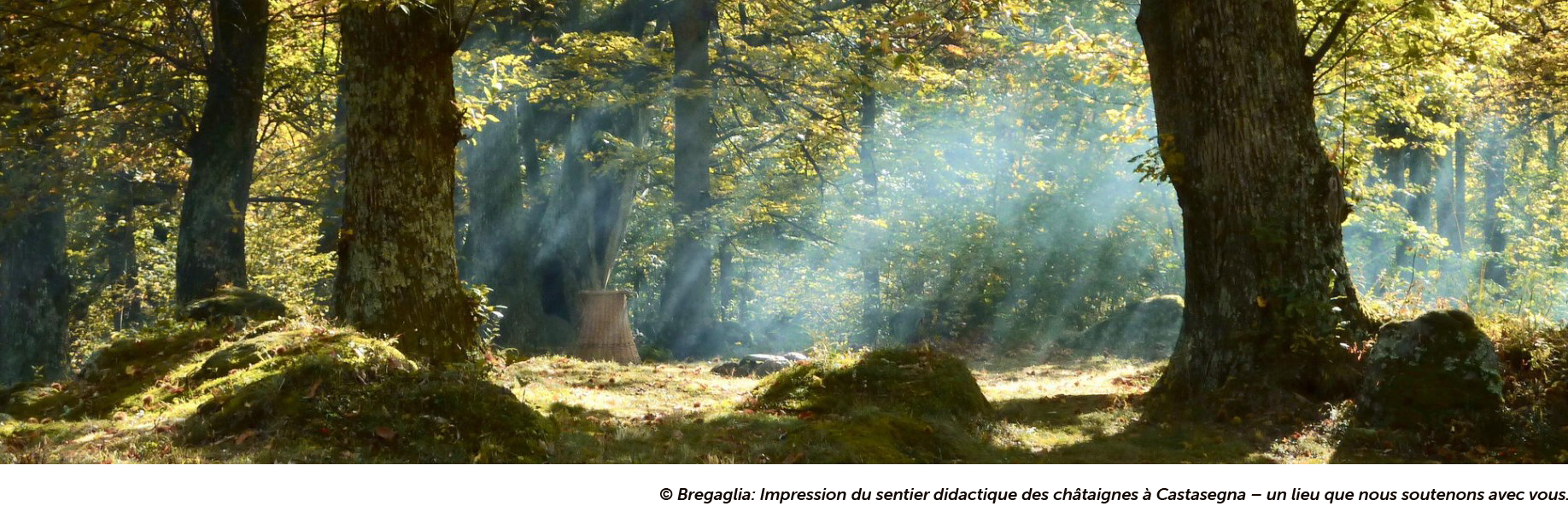 Kastanienlehrpfad_Bergell_F