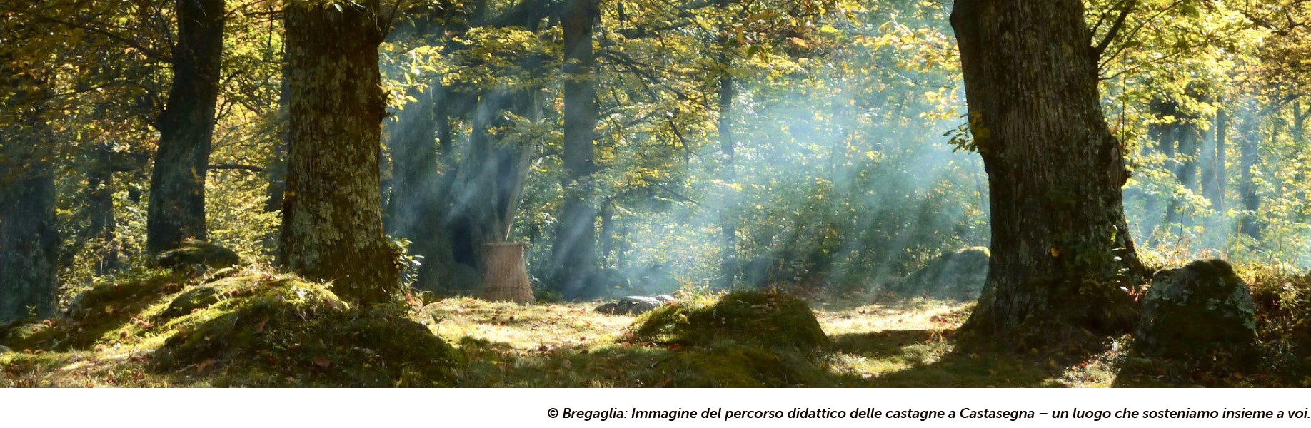 Kastanienlehrpfad_Bergell_I
